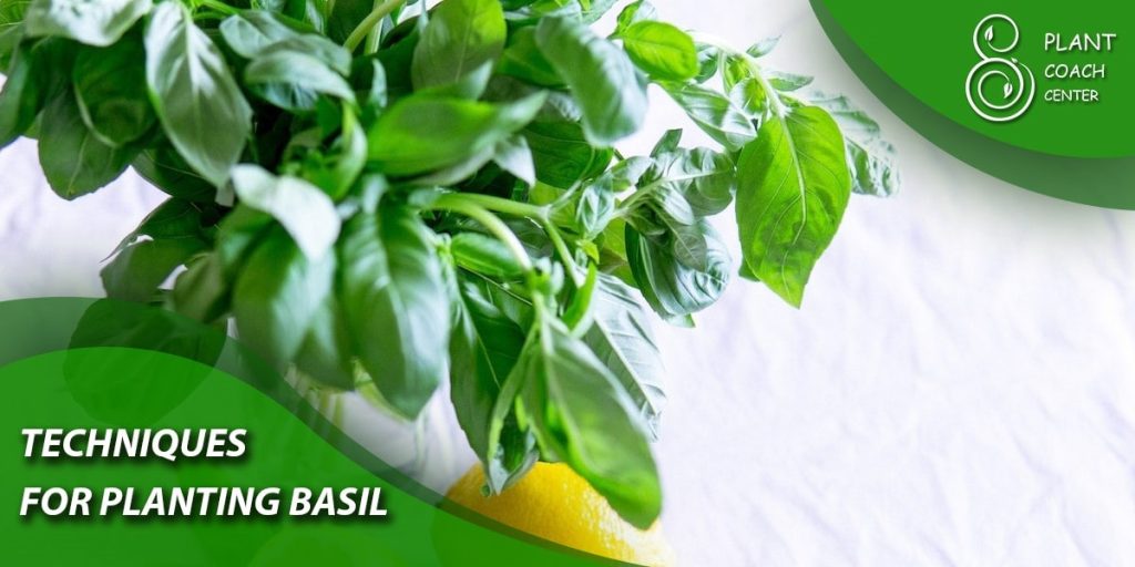 Techniques for Planting Basil