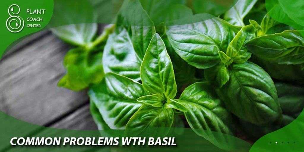 Common Problems with Basil