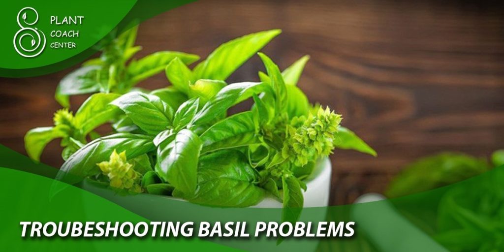 Troubleshooting Basil Problems