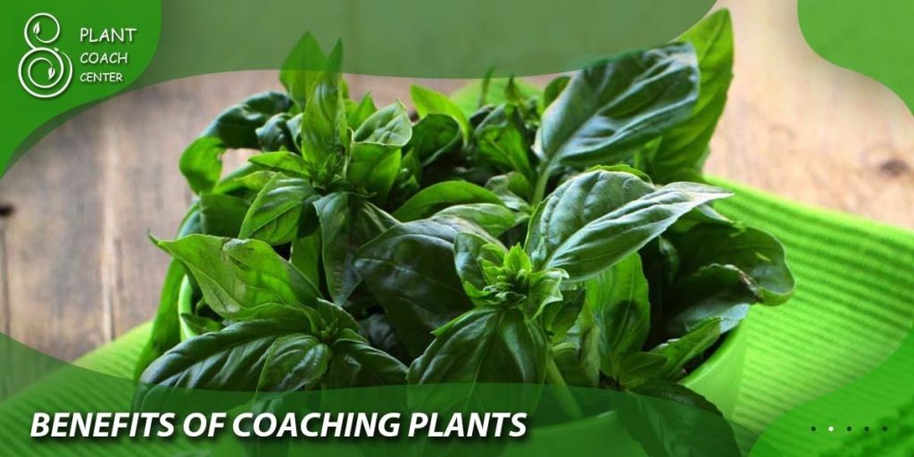 Benefits of Plant Coaching for Basil Growers