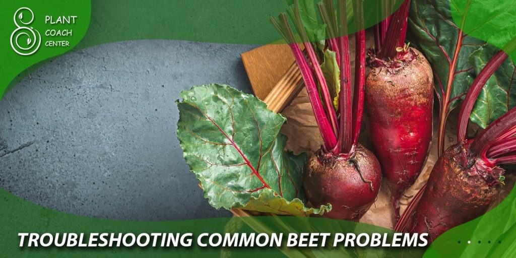 Troubleshooting Common Beet Problems