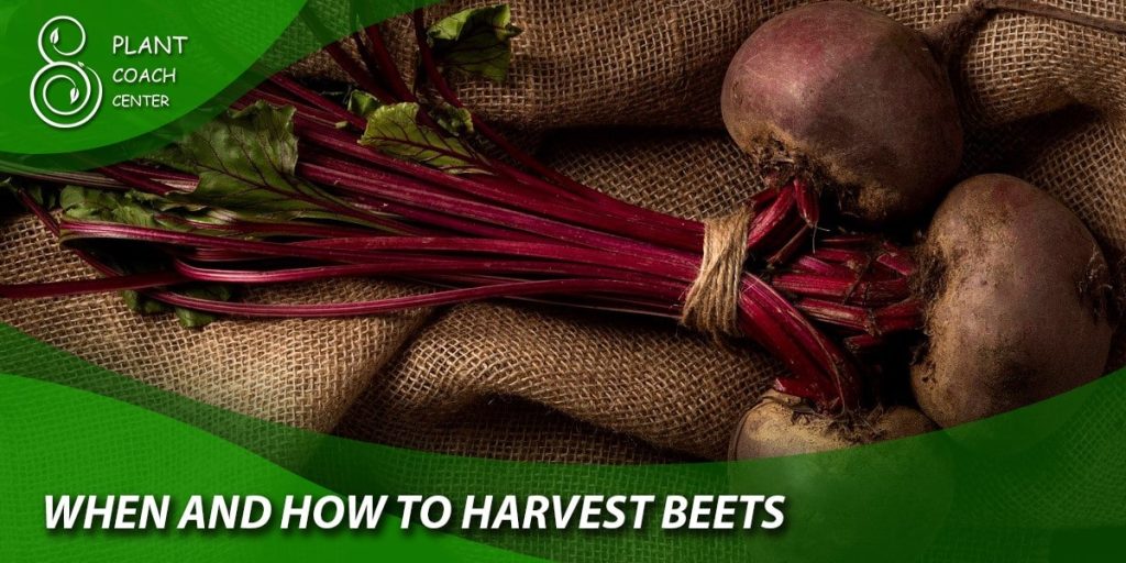 When and How to Harvest Beets