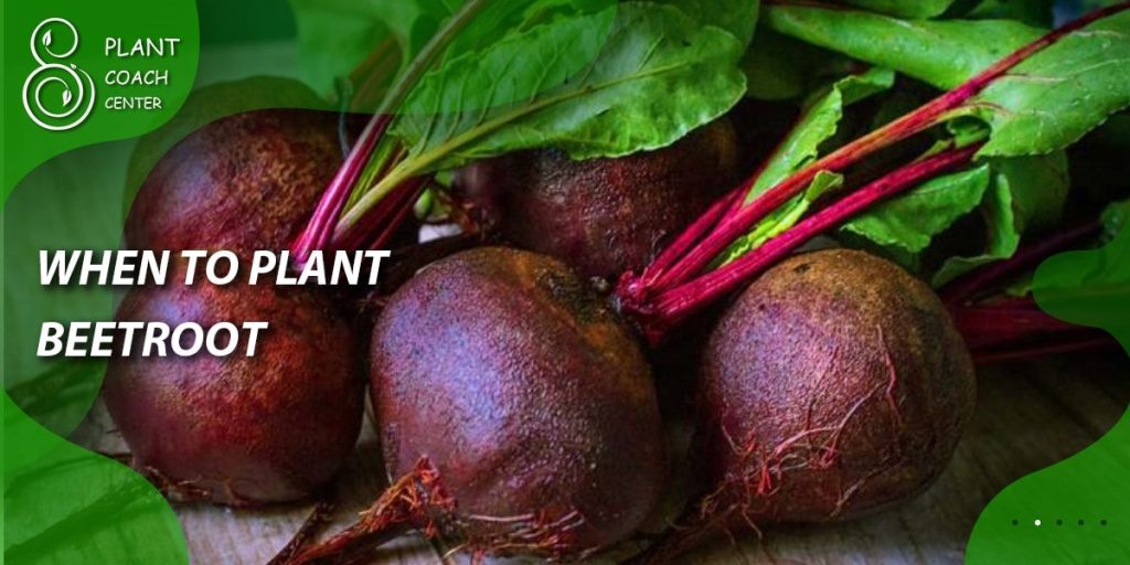 When to Plant Beetroot