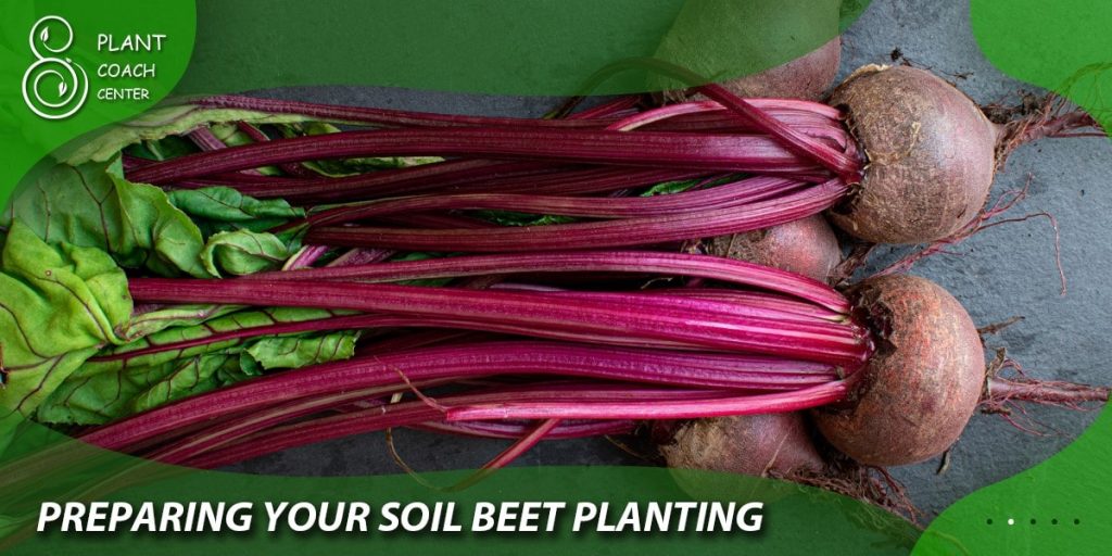 Preparing Your Soil for Beet Planting