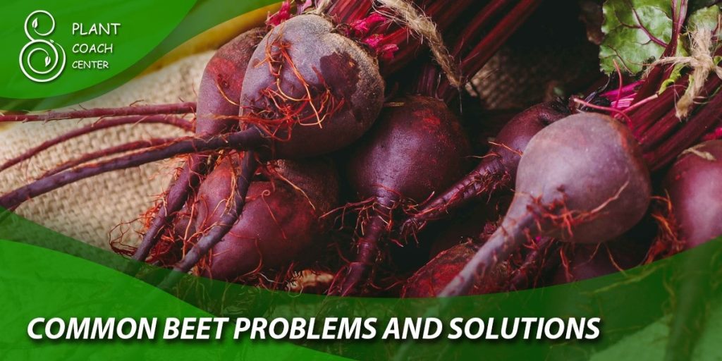 Common Beet Problems and Solutions