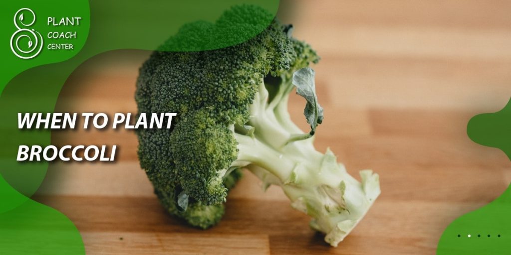 When to Plant Broccoli