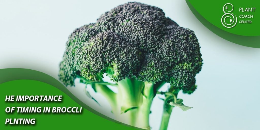 The Importance of Timing in Broccoli Planting