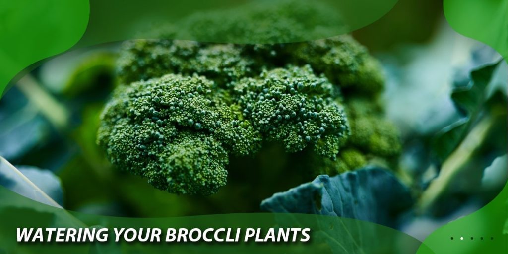 Watering Your Broccoli Plants