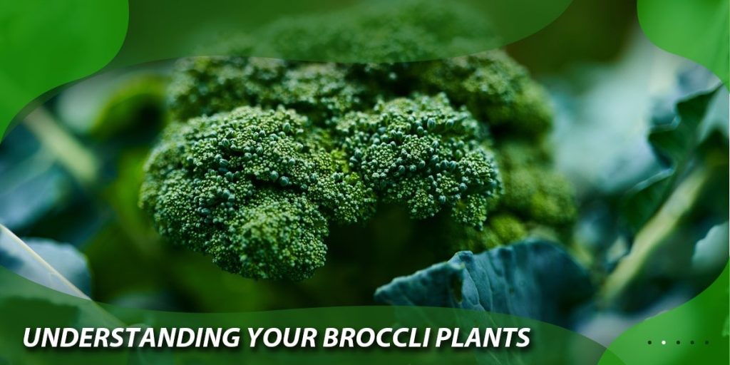 Understanding your Broccoli