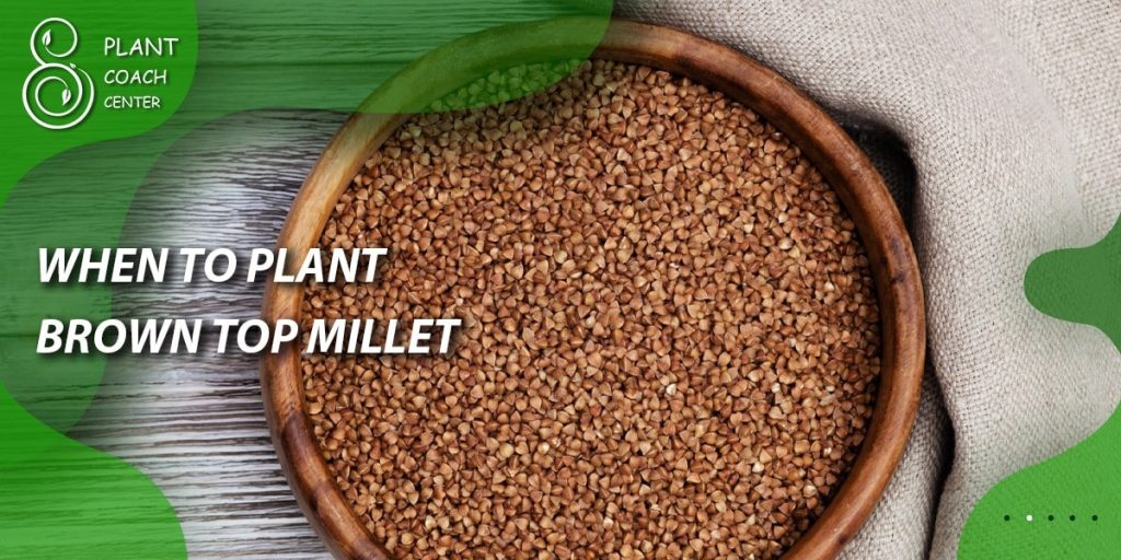 When to Plant Brown Top Millet