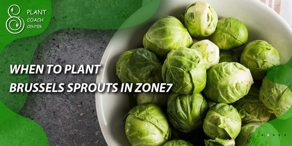 When to Plant Brussels Sprouts in Zone 7