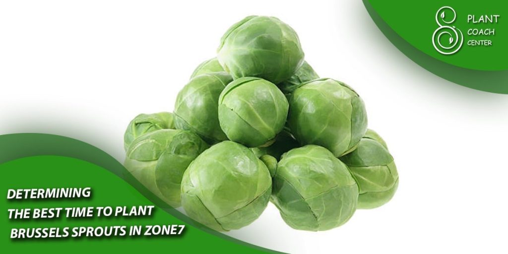 Determining the Best Time to Plant Brussels Sprouts in Zone 7