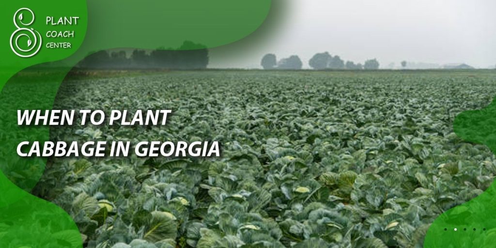 When to Plant Cabbage in Georgia