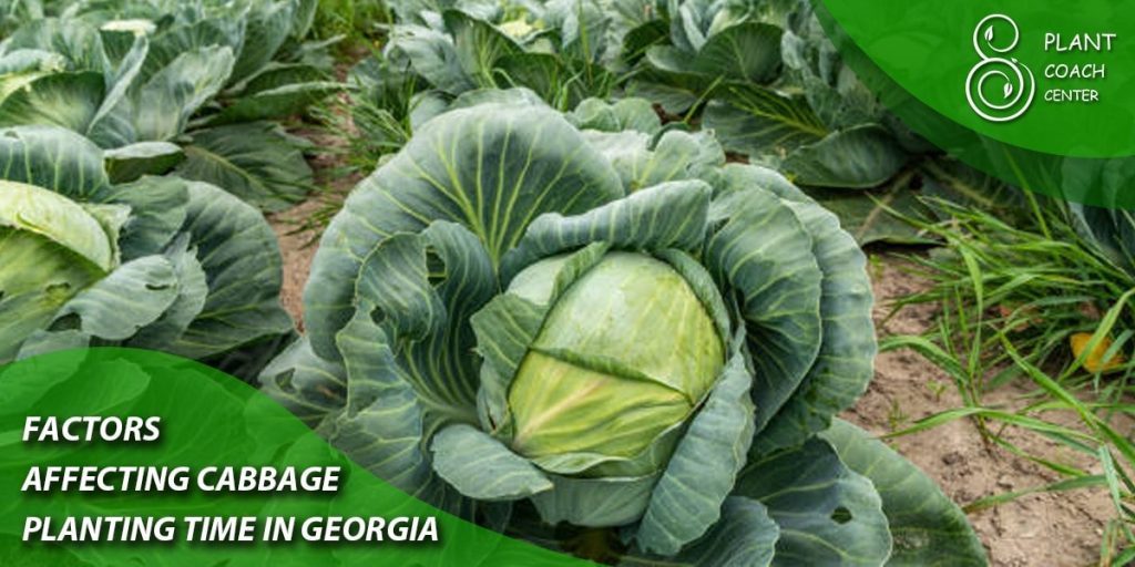 Factors Affecting Cabbage Planting Time in Georgia: