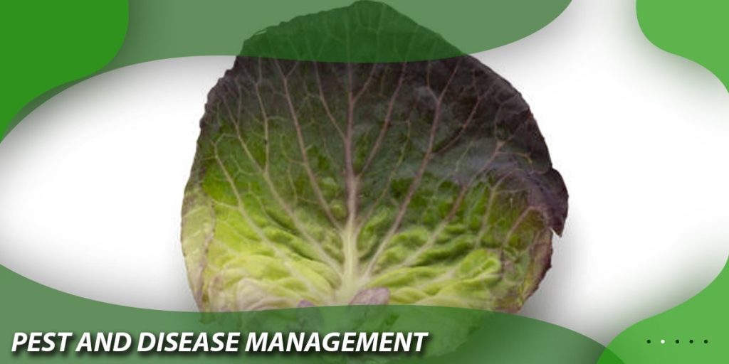 Cabbage Pest and Disease Management in Georgia: