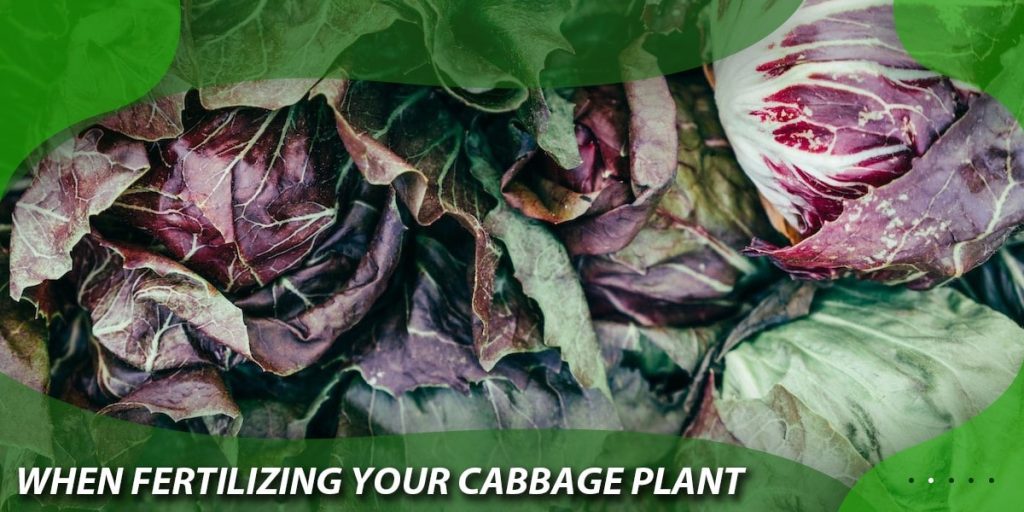 when fertilizing your cabbage plant