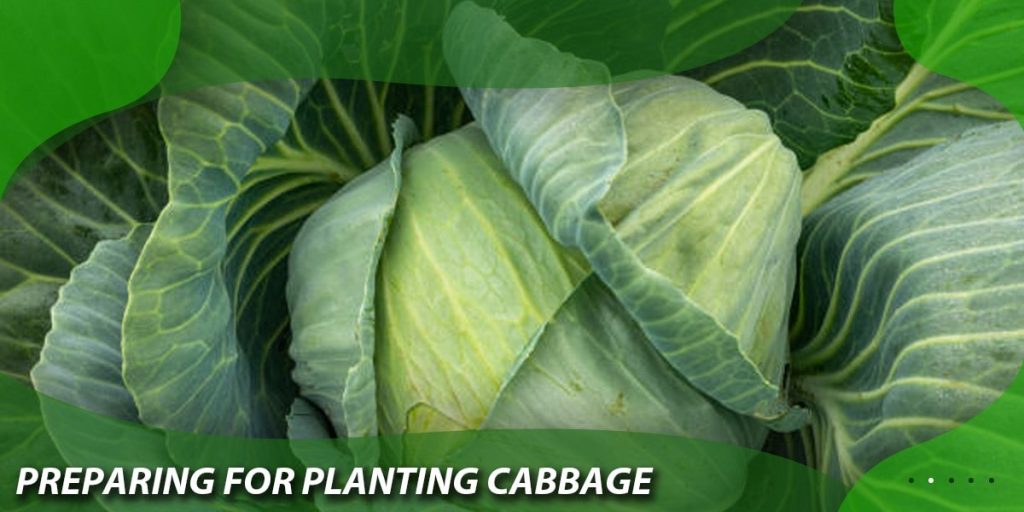  Preparing for Planting Cabbage