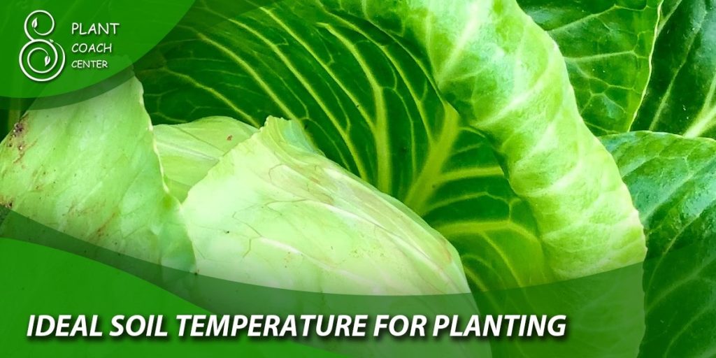 ideal soil temperature for planting