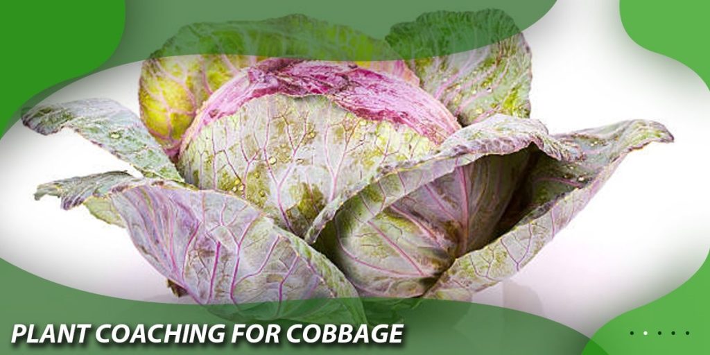  Plant Coaching for Cabbage