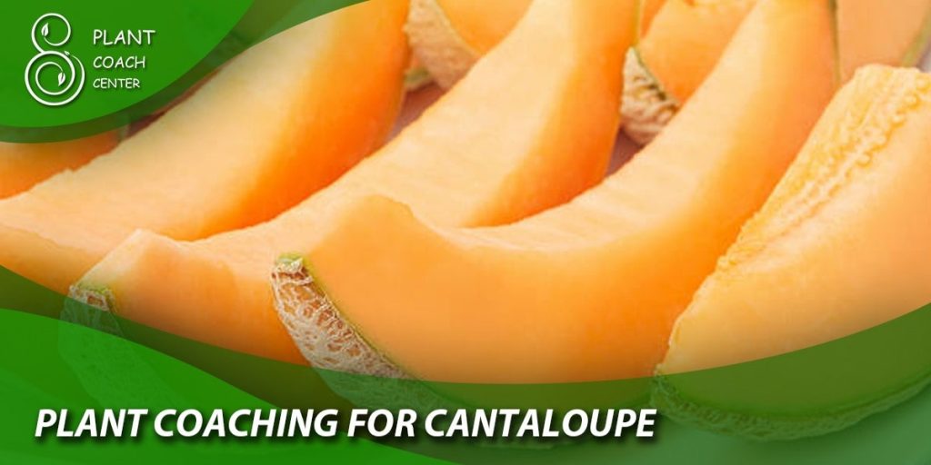 Plant Coaching for Cantaloupe
