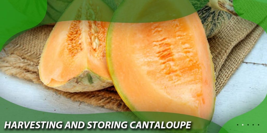 Harvesting and storing cantaloupe