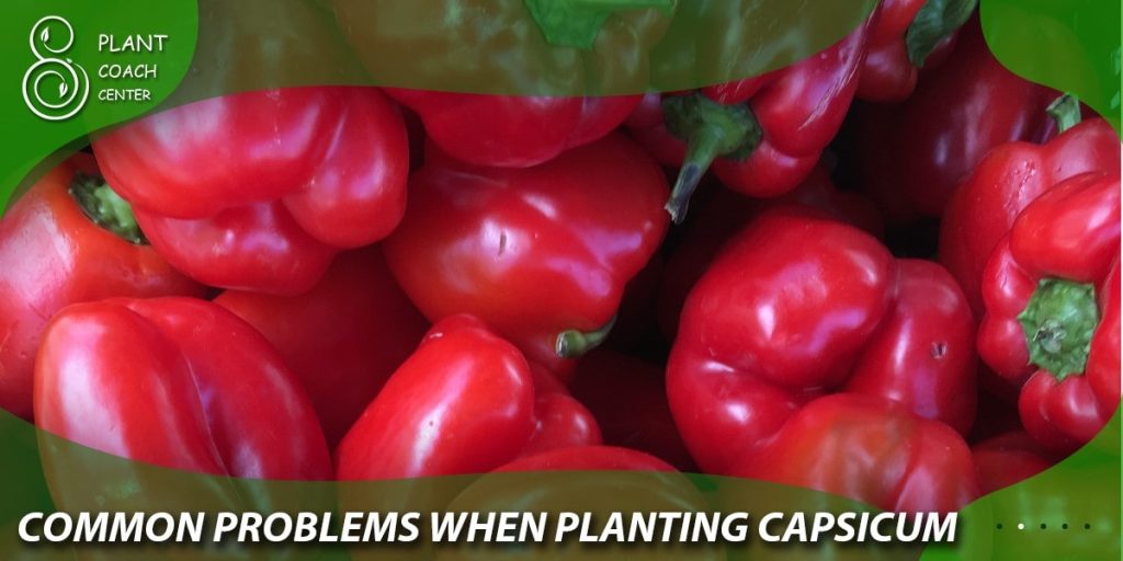 Common Problems When Planting Capsicum