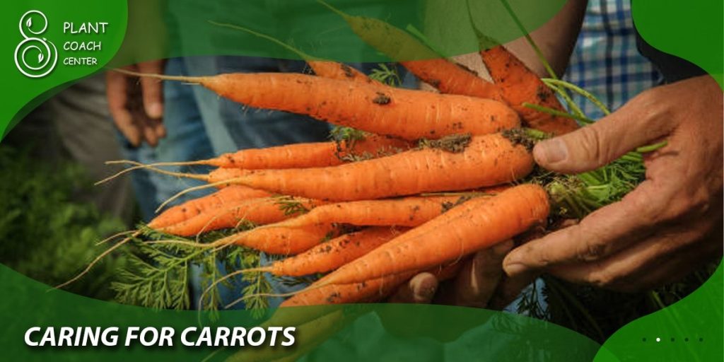  Caring for Carrots