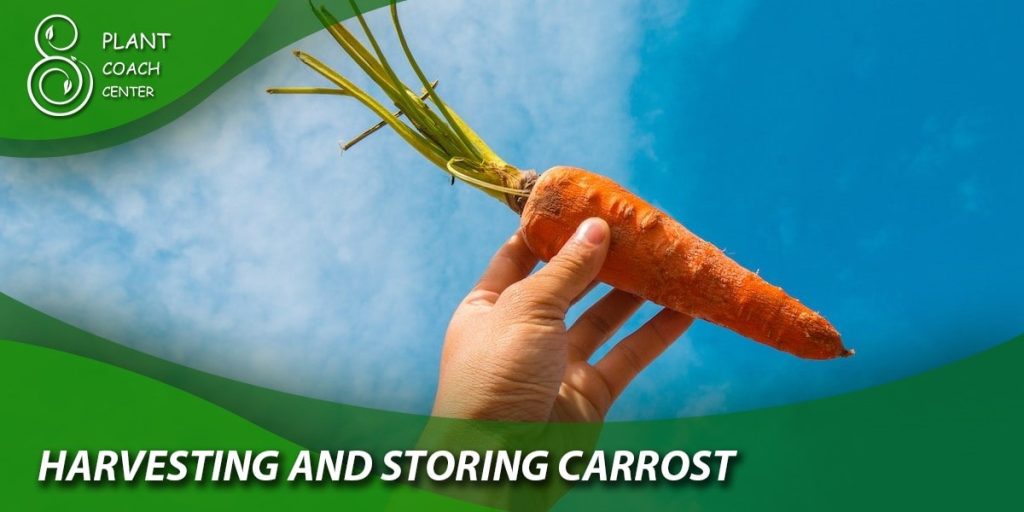  Harvesting and Storing Carrots