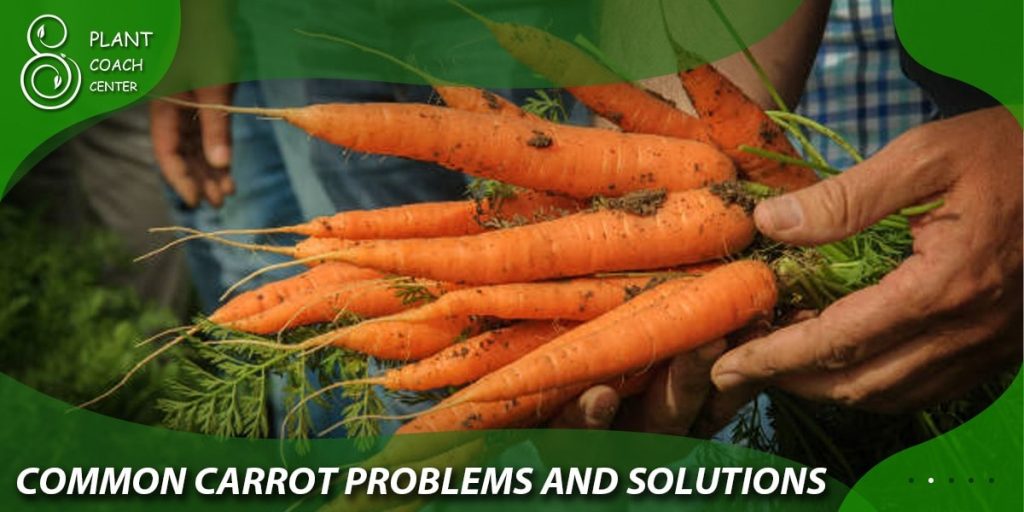  Common Carrot Problems and Solutions