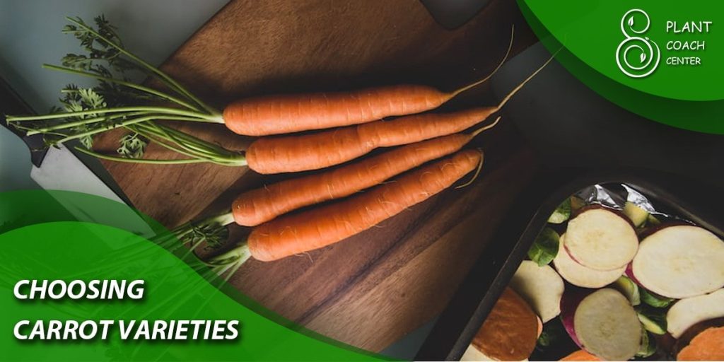 Choosing Carrot Varieties