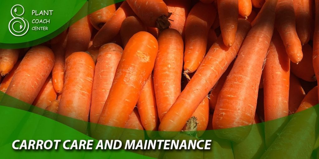 Carrot Care and Maintenance