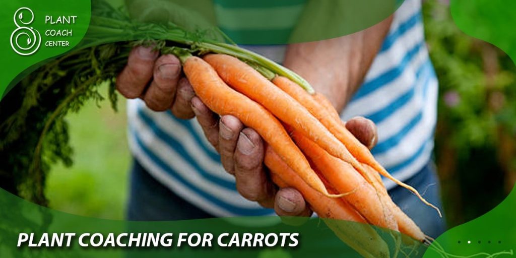 Plant Coaching for Carrots