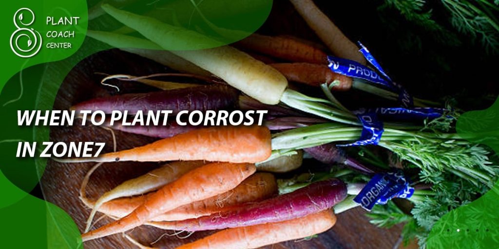When to Plant Carrots Zone 7