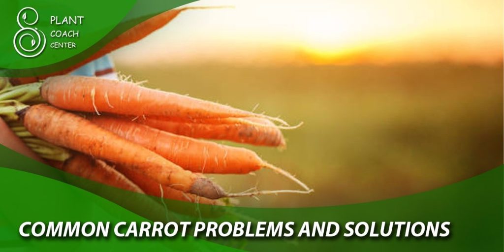 Common mistakes to avoid when planting carrots