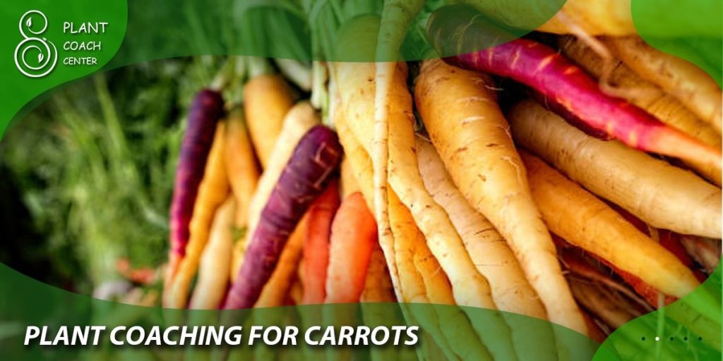plant coaching carrots