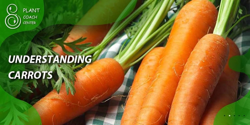Understanding Carrots