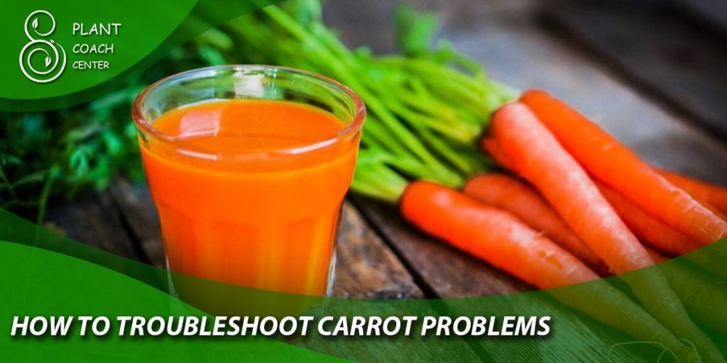 How to Troubleshoot Carrot Problems