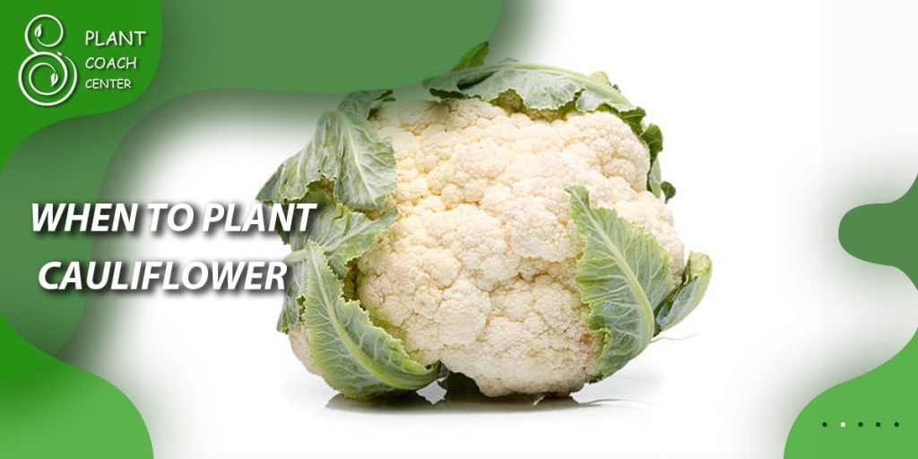 When to Plant Cauliflower