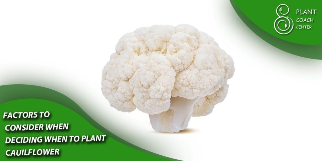 Factors to Consider When Deciding When to Plant Cauliflower