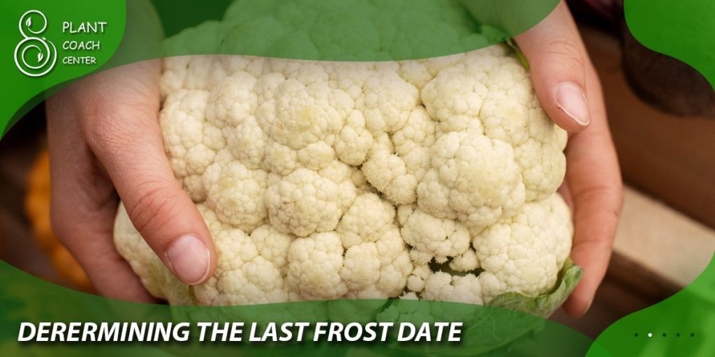 Determining the Last Frost Date