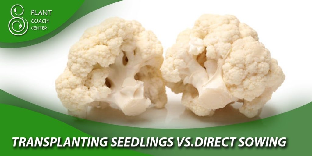 Transplanting Seedlings vs. Direct Sowing