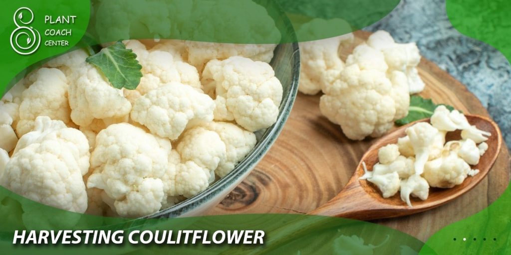 Harvesting Cauliflower