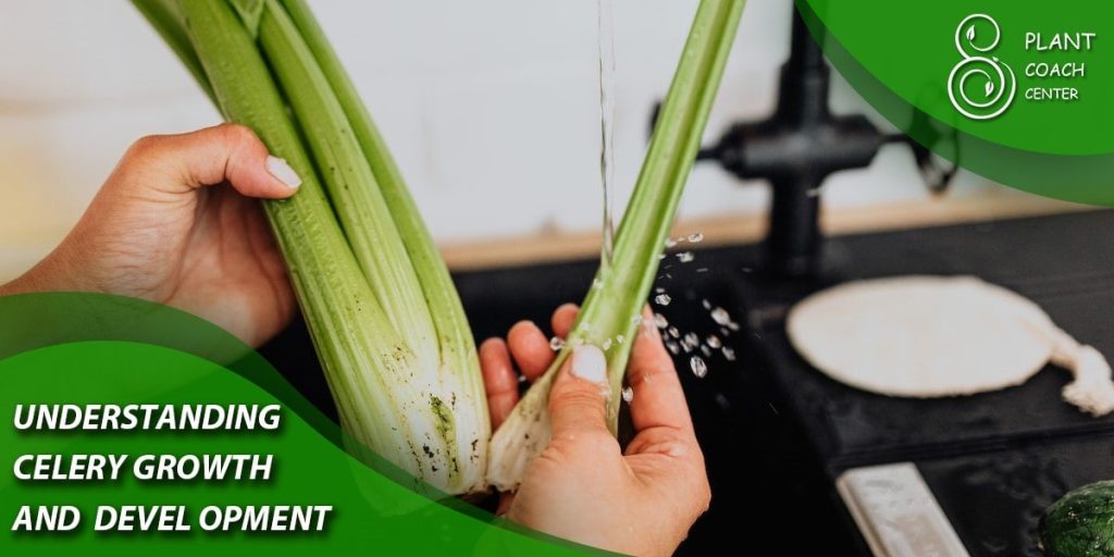  Understanding Celery Growth and Development