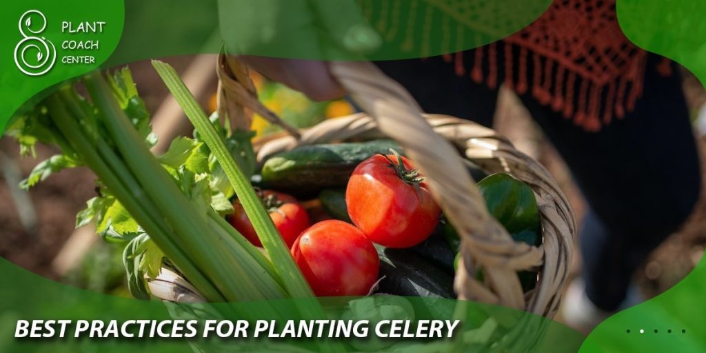 Best Practices for Planting Celery