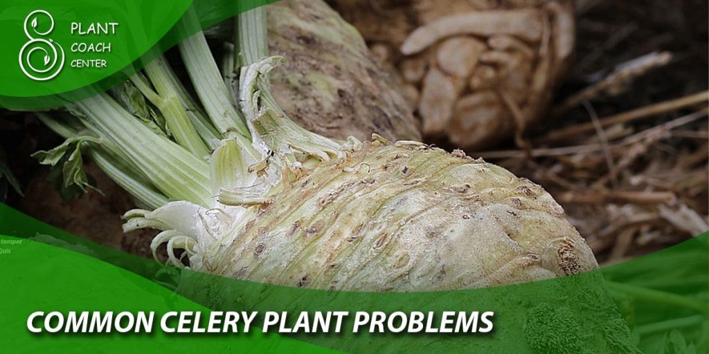 Common Celery Plant Problems