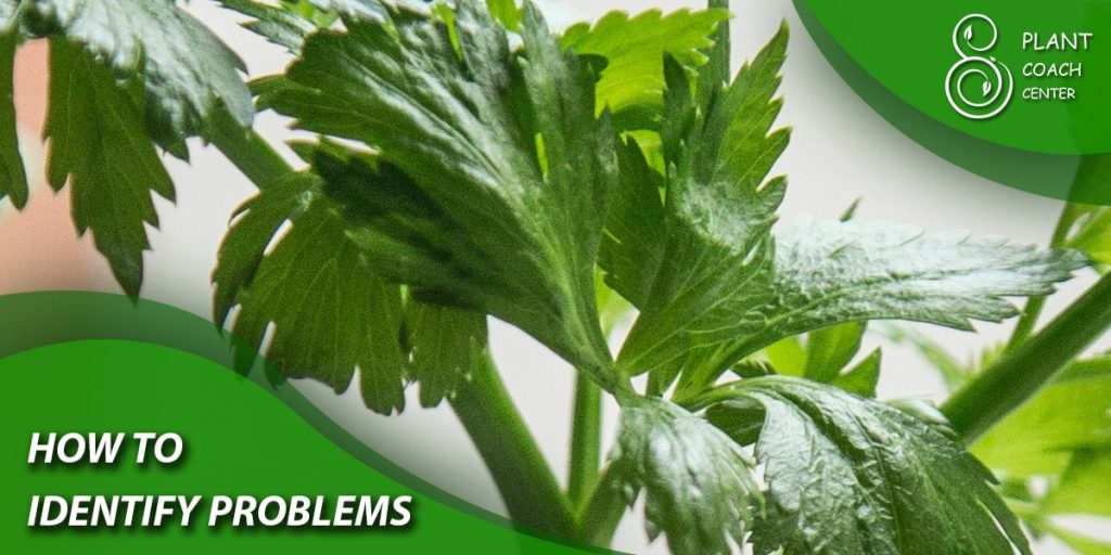 How to Identify Celery Problems and Solutions