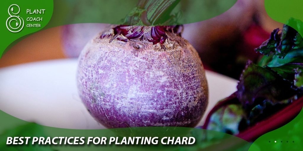 Best Practices for Planting Chard: