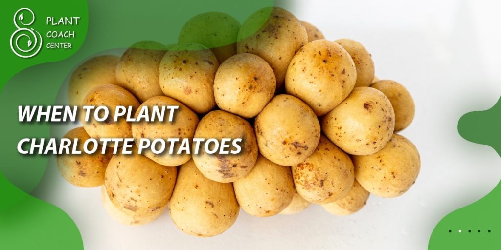 When to Plant Charlotte Potatoes