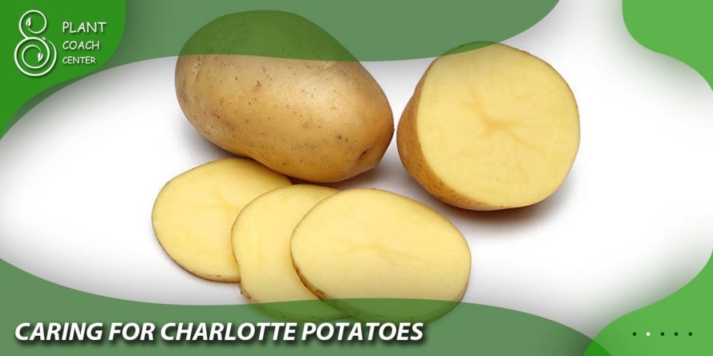 Caring for Charlotte Potatoes