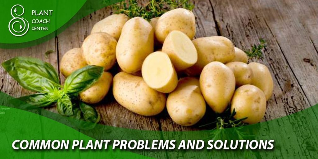  Common Plant Problems and Solutions
